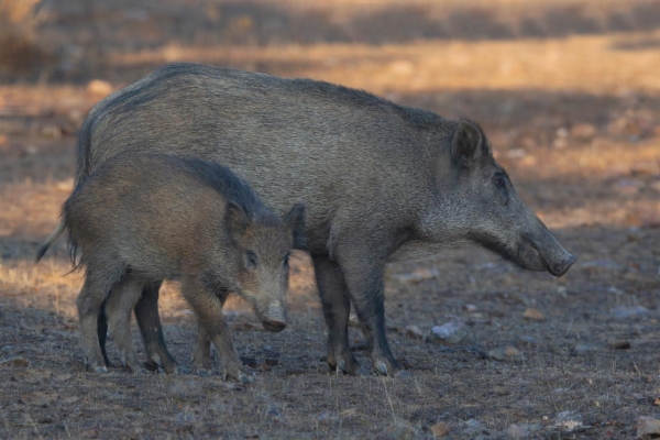 fotografía de Jabalies - Sus scrofa