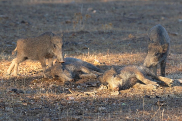 fotografía de Jabalies - Sus scrofa
