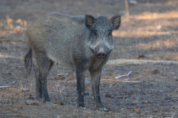 fotografía de Jabalina - Sus scrofa