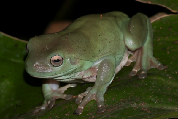 Rana arborícola de White - Litoria Caerulea