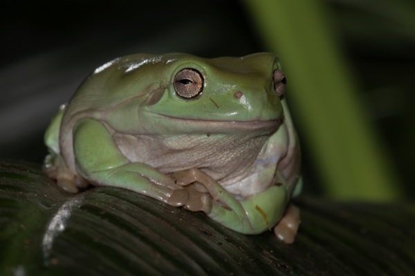 Rana arborícola de White - Litoria Caerulea