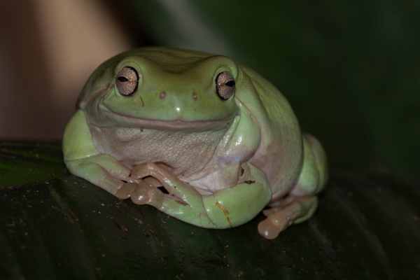 Rana arborícola de White - Litoria Caerulea