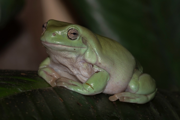 Rana arborícola de White - Litoria Caerulea