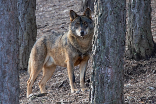 fotografía de Lobo Ibérico - Canis lupus signatus