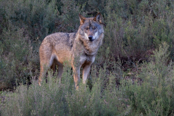 fotografía de Lobo Ibérico - Canis lupus signatus