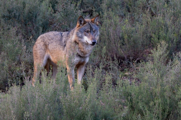 fotografía de Lobo Ibérico - Canis lupus signatus