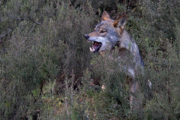 fotografía de Lobo Ibérico - Canis lupus signatus