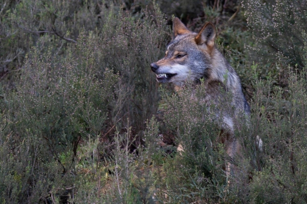 fotografía de Lobo Ibérico - Canis lupus signatus