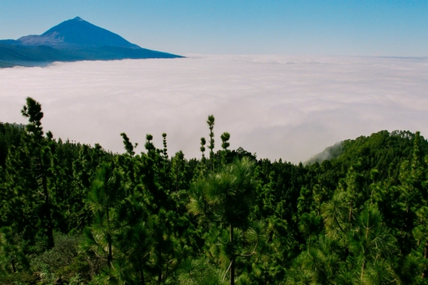 Mar de nubes - Corona forestal del Teide