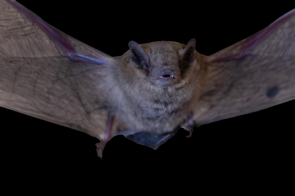 fotografía de Murciélago común o enano - Pipistrellus pipistrellus