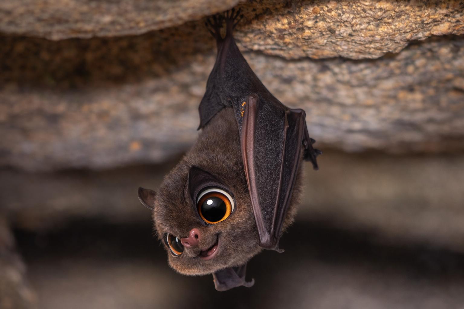 fotografía de Murciélago de herradura 