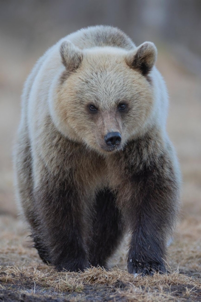 fotografía de Hembra de Oso pardo europeo - Ursus arctos arctos 