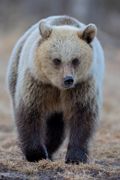 fotografía de Hembra de Oso pardo europeo - Ursus arctos arctos 