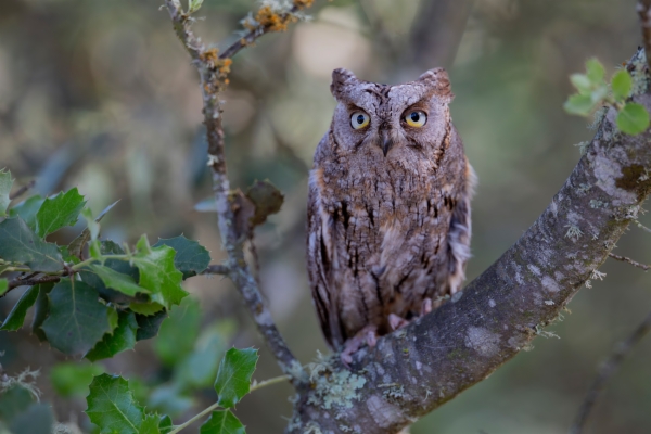 Autillo - Otus scops