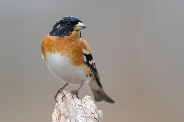 fotografía de Pinzón real - Fringilla montifringilla