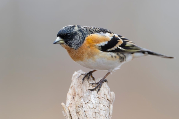 fotografía de Pinzón real - Fringilla montifringilla