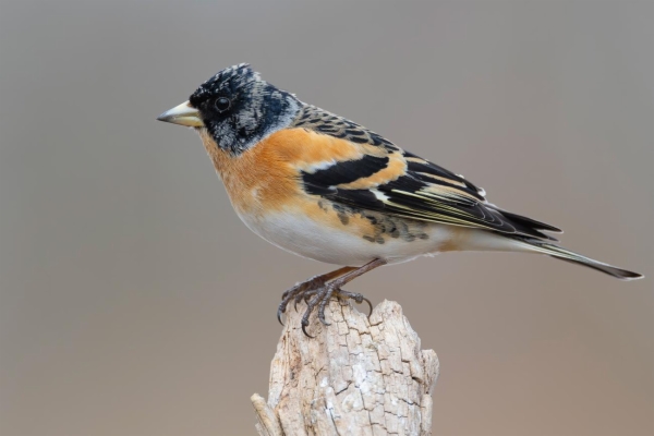 fotografía de Pinzón real - Fringilla montifringilla