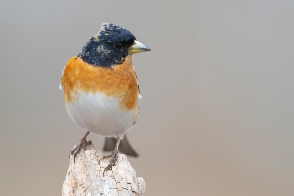 fotografía de Pinzón real - Fringilla montifringilla
