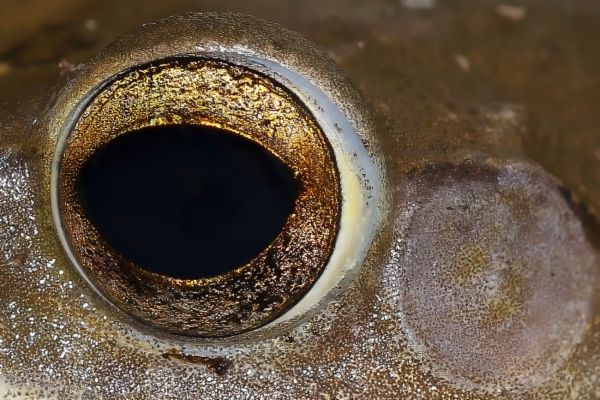 fotografía de Ojo de Rana arborícola asiática - Género Rhacophorus sp.