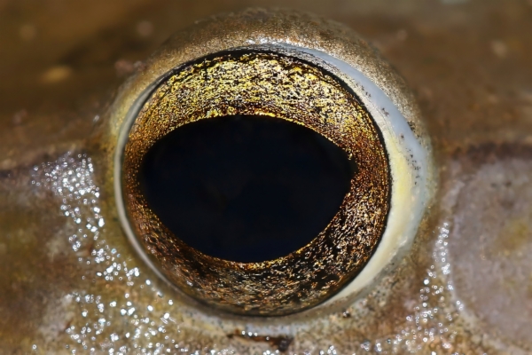 fotografía de Ojo de Rana arborícola asiática - Género Rhacophorus sp.