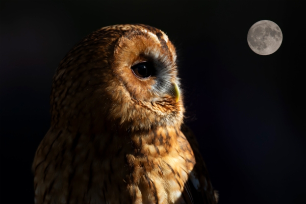 Cárabo de morfo rufo (Pardo-Rojo) - Strix aluco