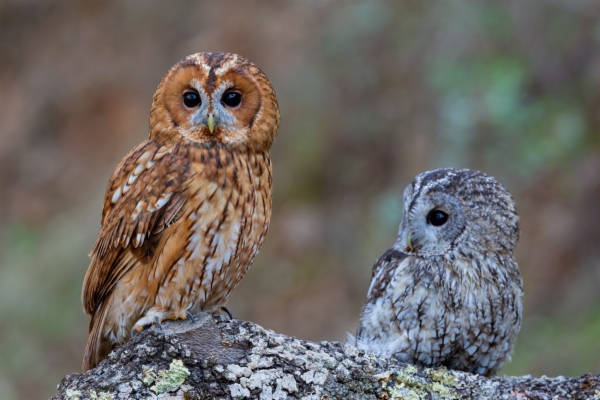Pareja de Cárabos de morfo rufo (pardo-rojo) y gris - Strix aluco