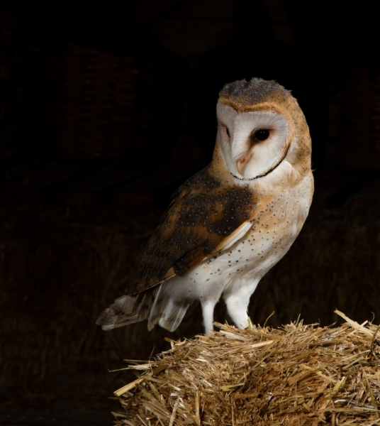 fotografía de Lechuza común - Tyto alba