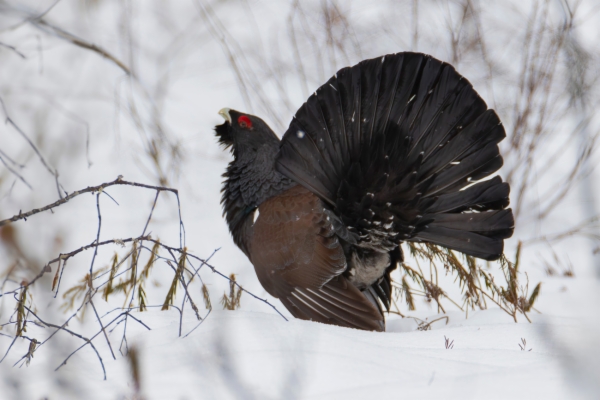 fotografía de Urogallo común - Tetrao urogallus
