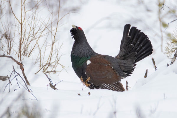 fotografía de Urogallo común - Tetrao urogallus