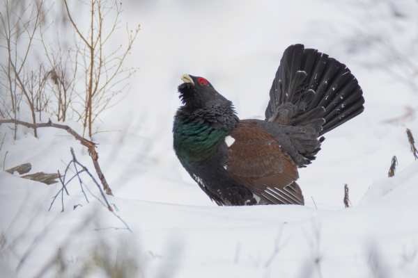 fotografía de Urogallo común - Tetrao urogallus
