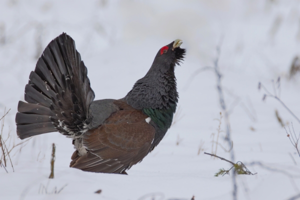 fotografía de Urogallo común - Tetrao urogallus