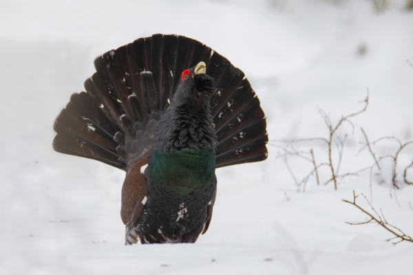 fotografía de Urogallo común - Tetrao urogallus
