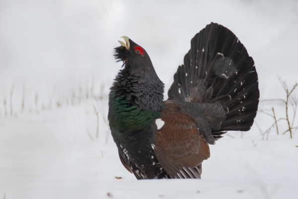 fotografía de Urogallo común - Tetrao urogallus