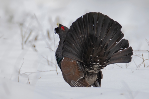 fotografía de Urogallo común - Tetrao urogallus