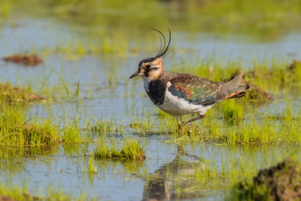 Avefría europea - Vanellus vanellus
