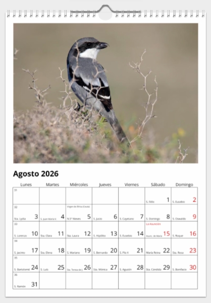 Calendario de pared doble A3 30x40 cm - COMPRANDO DOS LLÉVATELO POR SOLO 25,87 € - PASERIFORMES