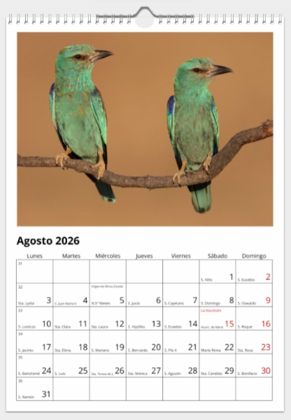 Calendario de pared doble A3 30x40 cm - COMPRANDO DOS LLÉVATELO POR SOLO 25,87 € - OTRAS AVES