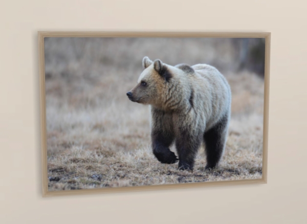 Calendario de pared doble A3 30x40 cm - COMPRANDO DOS LLÉVATELO POR SOLO 25,87 € - PASERIFORMES