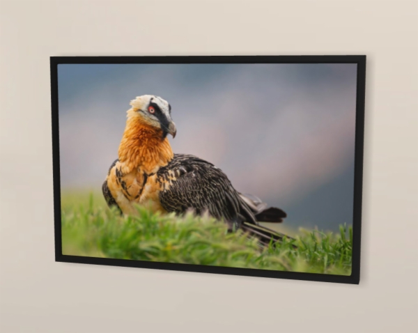 Calendario de pared doble A3 30x40 cm - COMPRANDO DOS LLÉVATELO POR SOLO 25,87 € - PASERIFORMES