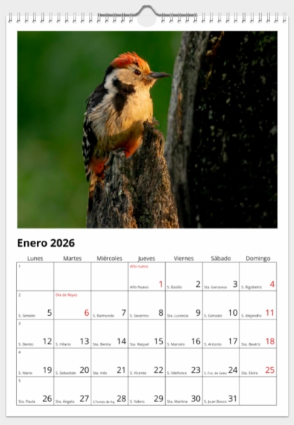 Calendario de pared doble A3 30x40 cm - COMPRANDO DOS LLÉVATELO POR SOLO 25,87 € - PASERIFORMES