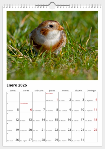 Calendario de pared doble A3 30x40 cm - COMPRANDO DOS LLÉVATELO POR SOLO 25,87 € - PASERIFORMES