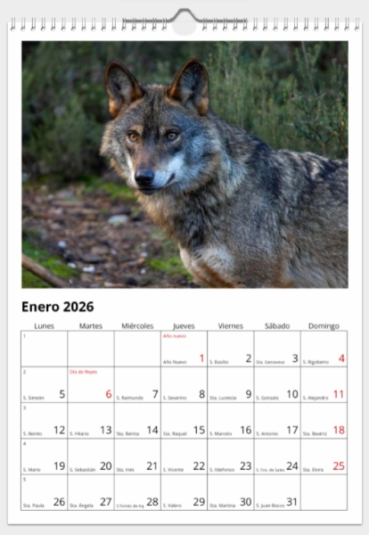 Calendario de pared doble A3 30x40 cm - COMPRANDO DOS LLÉVATELO POR SOLO 25,87 € - DIVERSOS - 1