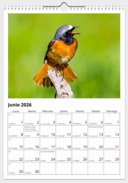 Calendario de pared doble A3 30x40 cm - COMPRANDO DOS LLÉVATELO POR SOLO 25,87 € - PASERIFORMES