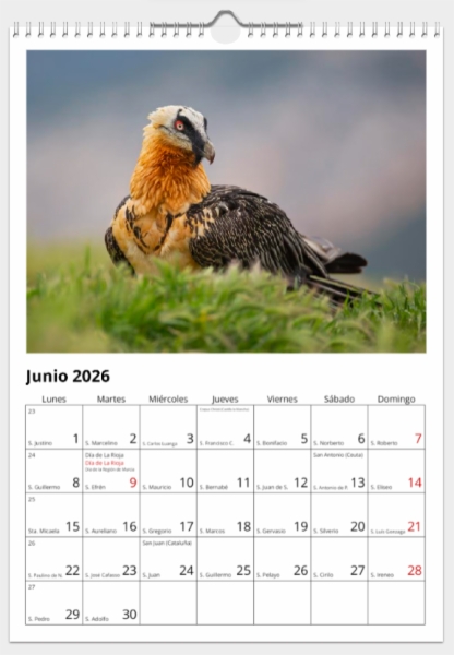 Calendario de pared doble A3 30x40 cm - COMPRANDO DOS LLÉVATELO POR SOLO 25,87 € - OTRAS AVES