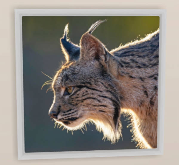 Fotografía:Cuadros - Lienzo en Soporte Blanco 30x30 incluido en el precio el kit de colgado, transporte e IVA. (Más Info. en 