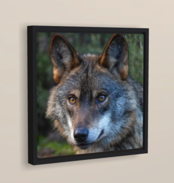 Fotografía:Cuadros - Lienzo en Soporte Negro 30x30 incluido en el precio el kit de colgado, transporte e IVA. (Más Info. en 