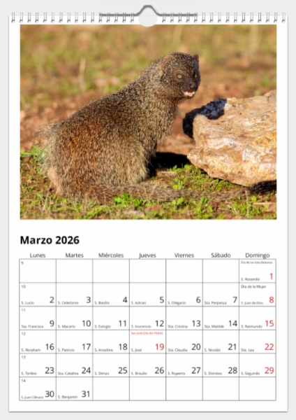 Calendario de pared doble A3 30x40 cm - COMPRANDO DOS LLÉVATELO POR SOLO 25,87 € - PASERIFORMES