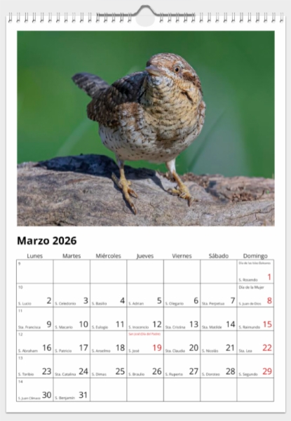 Calendario de pared doble A3 30x40 cm - COMPRANDO DOS LLÉVATELO POR SOLO 25,87 € - PASERIFORMES