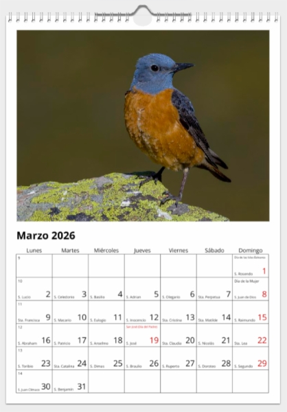 Calendario de pared doble A3 30x40 cm - COMPRANDO DOS LLÉVATELO POR SOLO 25,87 € - PASERIFORMES