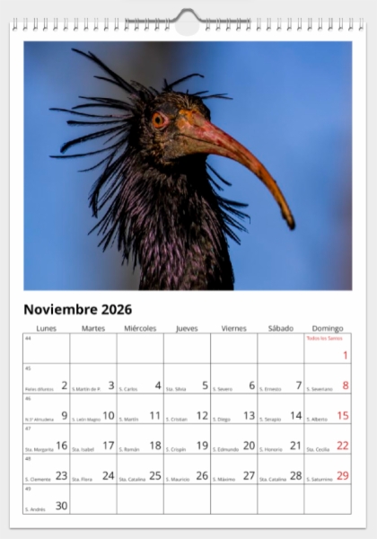 Calendario de pared doble A3 30x40 cm - COMPRANDO DOS LLÉVATELO POR SOLO 25,87 € - OTRAS AVES